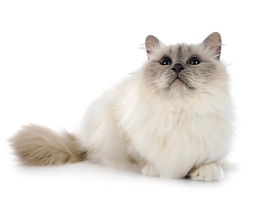 포토 JPG 해외이미지 사람없음 파란색 반려동물 고양이 흰배경 해외202105 해외포토 동물 컬러 백그라운드 포유류 흰색 파일형식