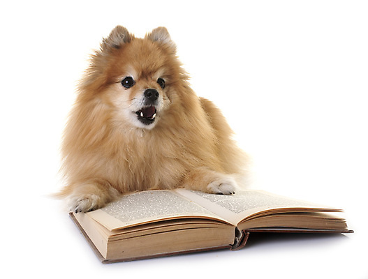 포토 JPG 해외이미지 학교 수업 사람없음 책 반려동물 학습 독서 개 강아지 신학기 흰배경 솜털 포메라니안 해외202105 해외포토 동물 교육 백그라운드 포유류 흰색 파일형식