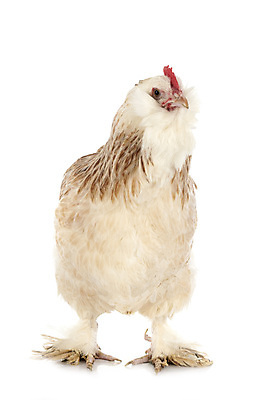 포토 JPG 해외이미지 조류 사람없음 반려동물 시골 흰배경 프랑스어 기르기 해외202105 해외포토 동물 문자 백그라운드 흰색 돌봄 파일형식