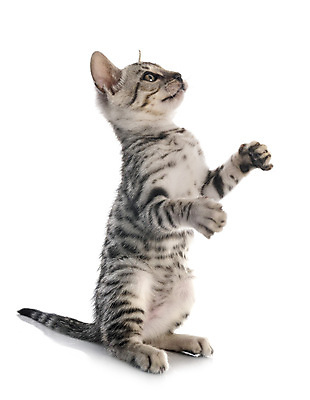 포토 JPG 해외이미지 한마리 사람없음 귀여움 올려보기 흰배경 아메리칸숏헤어 일어나기 해외202105 해외포토 1 백그라운드 컨셉 모션 고양이 흰색 파일형식