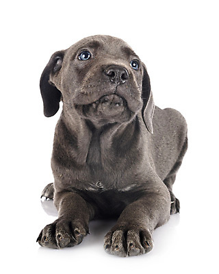 포토 JPG 해외이미지 사람없음 파란색 반려동물 이탈리아 회색 개 강아지 흰배경 마스티프 해외202105 해외포토 동물 유럽 컬러 백그라운드 포유류 흰색 파일형식