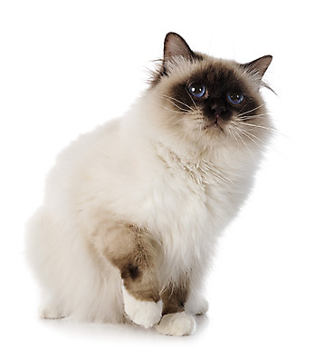 포토 JPG 해외이미지 사람없음 반려동물 고양이 흰배경 해외202105 해외포토 동물 백그라운드 포유류 흰색 파일형식