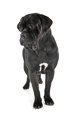 포토 JPG 해외이미지 성인 사람없음 반려동물 이탈리아 개 강아지 흰배경 마스티프 해외202105 해외포토 동물 유럽 백그라운드 포유류 사람 흰색 파일형식