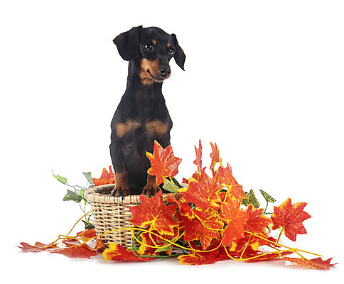 포토 JPG 해외이미지 잎 사람없음 반려동물 바구니 가을 개 강아지 닥스훈트 흰배경 해외202105 해외포토 식물 동물 계절 백그라운드 포유류 흰색 파일형식