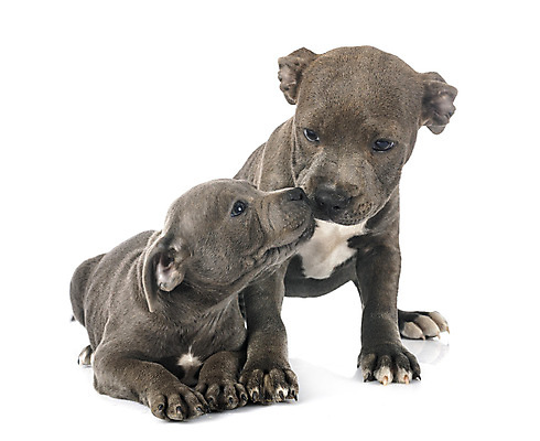 포토 JPG 해외이미지 2 사람없음 파란색 반려동물 회색 개 강아지 테리어 흰배경 해외202105 해외포토 동물 컬러 백그라운드 포유류 흰색 파일형식