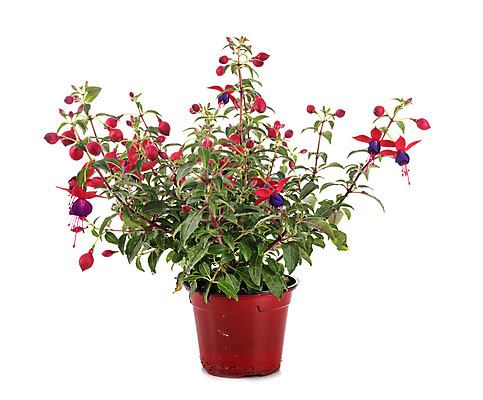 포토 JPG 해외이미지 식물 꽃 분홍색 사람없음 정원 냄비 흰배경 해외202105 해외포토 컬러 백그라운드 흰색 솥 파일형식