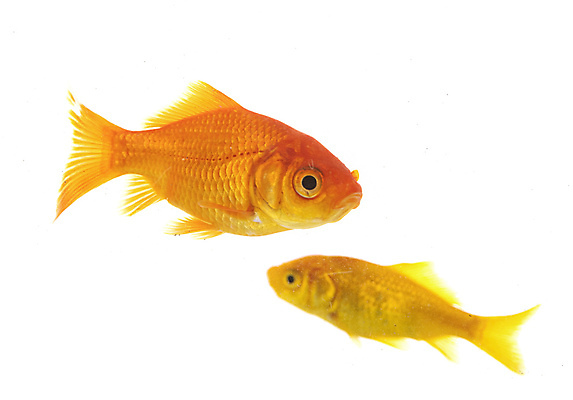 포토 JPG 해외이미지 어류 사람없음 빨간색 물 반려동물 수영 흰배경 금붕어 수족관 해외202105 해외포토 자연요소 동물 컬러 백그라운드 수중동물 흰색 수상스포츠 파일형식