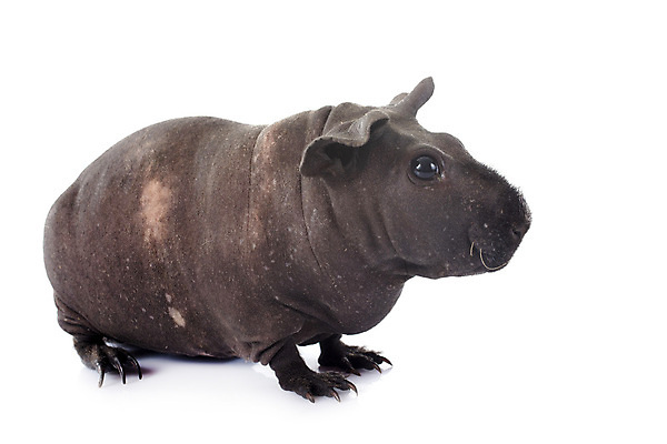 포토 JPG 해외이미지 포유류 사람없음 반려동물 설치류 흰배경 해외202105 해외포토 동물 백그라운드 흰색 파일형식