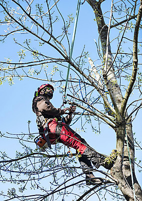 포토 JPG 해외이미지 나무 직업 노동자 한명 환경 장비 나뭇가지 숲 자르기 잡동사니 전기톱 해외202105 해외포토 식물 1 모션 사람 톱 파일형식