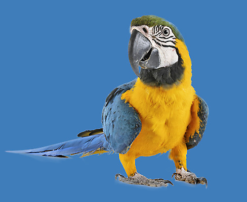 포토 JPG 해외이미지 백그라운드 조류 사람없음 파란색 반려동물 노란색 앵무새 해외202105 해외포토 동물 컬러 파일형식