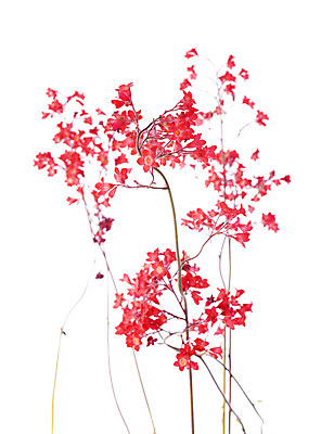 포토 JPG 해외이미지 식물 꽃 분홍색 사람없음 벚꽃 흰배경 원예 해외202105 해외포토 컬러 백그라운드 취미 흰색 파일형식