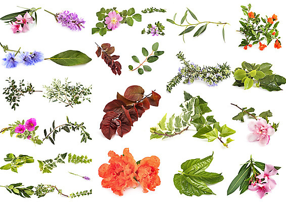 포토 JPG 해외이미지 꽃 잎 사람없음 지중해 흰배경 아이비 유칼립투스 히비스커스 해외202105 해외포토 식물 바다 백그라운드 흰색 파일형식