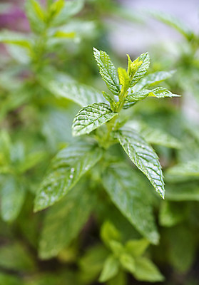 포토 JPG 해외이미지 식물 음식 잎 사람없음 초록색 정원 봄 민트 허브 원예 영원 해외202105 해외포토 계절 컬러 취미 파일형식