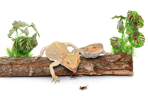 포토 JPG 해외이미지 무료이미지 음식 곤충 파충류 사람없음 반려동물 먹기 흰배경 사냥 도마뱀 귀뚜라미 수유 해외202105 해외포토 동물 백그라운드 모션 흰색 파일형식 무료콘텐츠