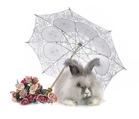 포토 JPG 해외이미지 긴머리 꽃 우산 사람없음 반려동물 회색 토끼 설치류 흰배경 양산 해외202105 해외포토 식물 동물 헤어스타일 컬러 백그라운드 포유류 흰색 파일형식