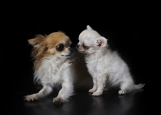 포토 JPG 해외이미지 긴머리 백그라운드 2 엄마 성인 사람없음 반려동물 개 강아지 치와와 해외202105 해외포토 동물 헤어스타일 포유류 가족 사람 파일형식