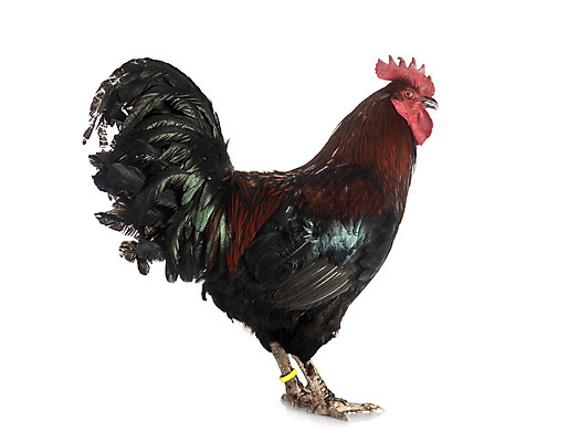 포토 JPG 해외이미지 조류 사람없음 농장 계란 시골 고급 깃털 흰배경 수탉 암탉 해외202105 해외포토 동물 백그라운드 컨셉 농업 알 흰색 닭 암컷 수컷 파일형식