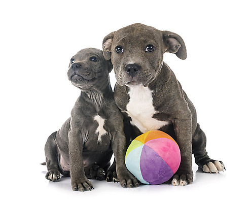 포토 JPG 해외이미지 2 공 사람없음 파란색 반려동물 장난감 회색 개 강아지 테리어 흰배경 해외202105 해외포토 동물 컬러 백그라운드 포유류 흰색 파일형식