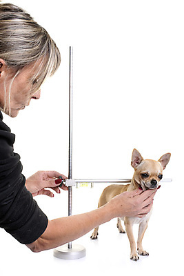 포토 JPG 해외이미지 설명 사람없음 반려동물 금속 장비 개 오브젝트 흰배경 쇼 법관 치와와 주인 수의사 해외202105 해외포토 동물 백그라운드 포유류 모션 재질 의사 흰색 법률가 파일형식