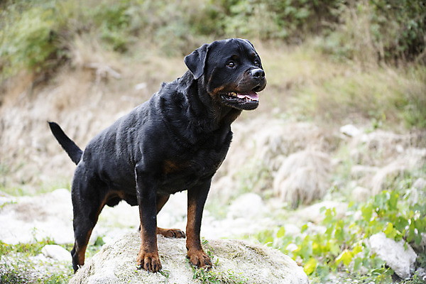 포토 JPG 해외이미지 성인 사람없음 야외 반려동물 개 강아지 큼 해외202105 해외포토 동물 포유류 사람 크기 파일형식
