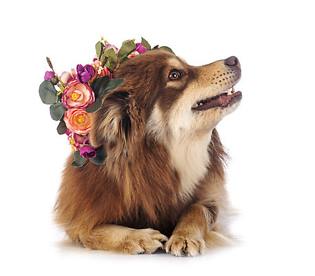 포토 JPG 해외이미지 꽃 사람없음 반려동물 개 강아지 흰배경 해외202105 해외포토 식물 동물 백그라운드 포유류 흰색 파일형식