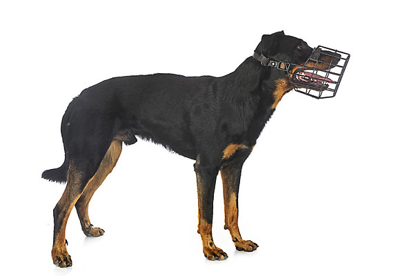 포토 JPG 해외이미지 사람없음 반려동물 장비 양치기 개 흰배경 프랑스어 총구 해외202105 해외포토 동물 직업 문자 백그라운드 포유류 흰색 파일형식