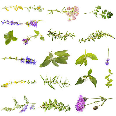 포토 JPG 해외이미지 식물 꽃 선 꽃무늬 건강 사람없음 치료 약 스파 민트 흰배경 아로마테라피 라벤더 내추럴 자연요법 캐모마일 해외202105 해외포토 백그라운드 무늬 의학 흰색 허브 테라피 파일형식