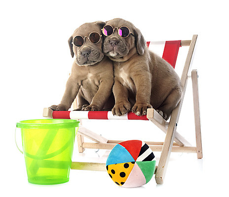 포토 JPG 해외이미지 안경 2 공 사람없음 반려동물 선글라스 장난감 이탈리아 개 강아지 양동이 흰배경 마스티프 해외202105 해외포토 동물 잡화 유럽 백그라운드 포유류 흰색 파일형식