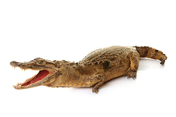 포토 JPG 해외이미지 무료이미지 야생동물 파충류 사람없음 죽음 위험 흰배경 육식동물 악어 해외202105 해외포토 동물 백그라운드 컨셉 흰색 파일형식