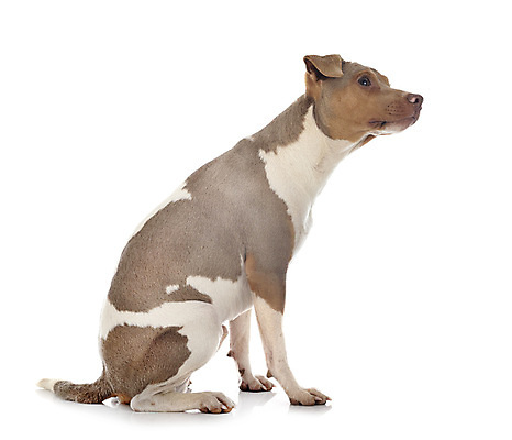 포토 JPG 해외이미지 사람없음 반려동물 개 테리어 흰배경 삼색 브라질사람 해외202105 해외포토 동물 백그라운드 포유류 흰색 파일형식