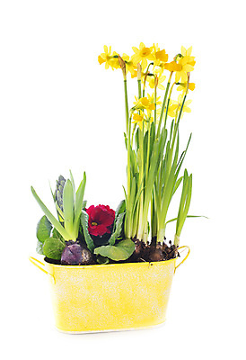 포토 JPG 해외이미지 식물 꽃 꽃다발 잎 사람없음 초록색 봄 다발 흰배경 수선화 프리뮬러 히아신스 해외202105 해외포토 계절 컬러 백그라운드 흰색 파일형식