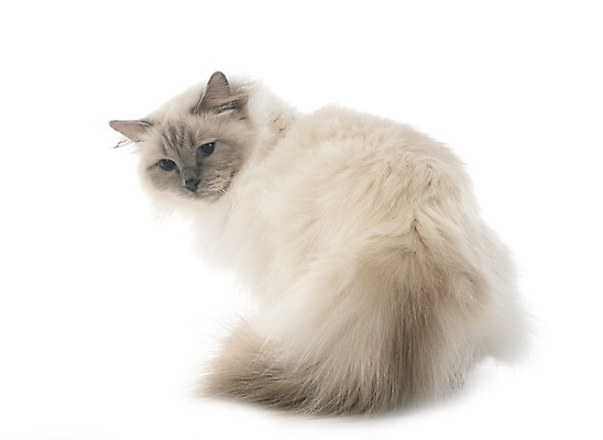 포토 JPG 해외이미지 사람없음 파란색 반려동물 고양이 흰배경 해외202105 해외포토 동물 컬러 백그라운드 포유류 흰색 파일형식