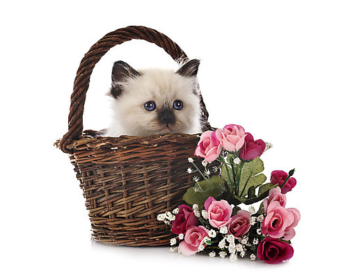 포토 JPG 해외이미지 꽃 사람없음 반려동물 바구니 고양이 흰배경 해외202105 해외포토 식물 동물 백그라운드 포유류 흰색 파일형식