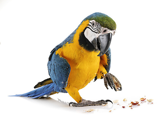 포토 JPG 해외이미지 음식 조류 사람없음 파란색 반려동물 노란색 먹기 흰배경 앵무새 땅콩 수유 해외202105 해외포토 동물 컬러 백그라운드 모션 견과류 흰색 파일형식