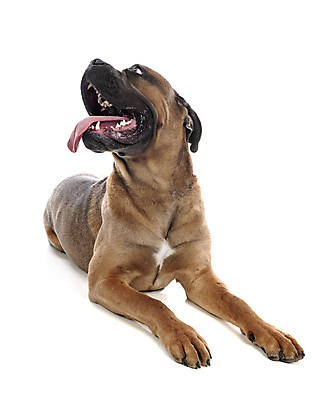 포토 JPG 해외이미지 사람없음 반려동물 이탈리아 개 강아지 흰배경 마스티프 해외202105 해외포토 동물 유럽 백그라운드 포유류 흰색 파일형식