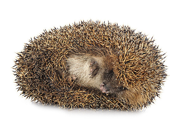 포토 JPG 해외이미지 야생동물 포유류 사람없음 반려동물 가시 흰배경 고슴도치 해외202105 해외포토 동물 백그라운드 흰색 파일형식