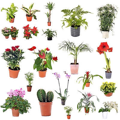 포토 JPG 해외이미지 식물 꽃 선인장 사람없음 난초 냄비 흰배경 포인세티아 양치류 해외202105 해외포토 백그라운드 흰색 솥 파일형식