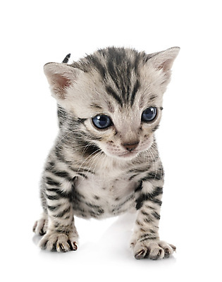 포토 JPG 해외이미지 사람없음 반려동물 고양이 회색 은색 흰배경 해외202105 해외포토 동물 컬러 백그라운드 포유류 흰색 파일형식