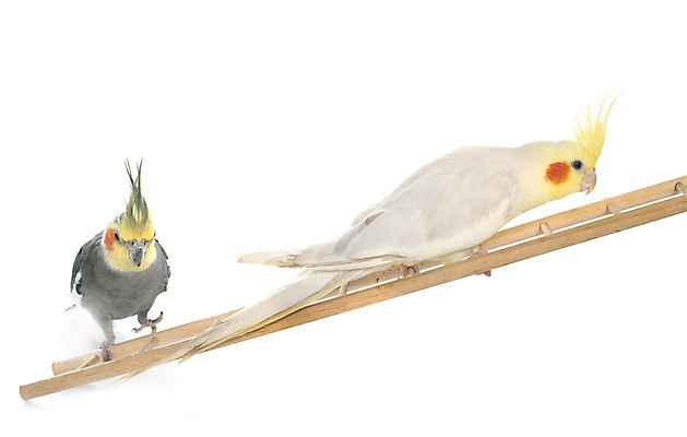 포토 JPG 해외이미지 사다리 조류 사람없음 흰배경 앵무새 잉꼬 해외202105 해외포토 동물 백그라운드 흰색 도구 파일형식