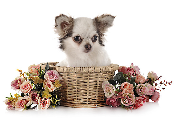 포토 JPG 해외이미지 긴머리 꽃 사람없음 반려동물 바구니 개 강아지 흰배경 치와와 해외202105 해외포토 식물 동물 헤어스타일 백그라운드 포유류 흰색 파일형식