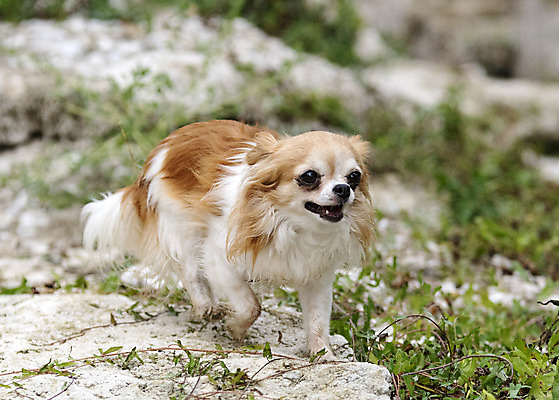 포토 JPG 해외이미지 사람없음 야외 반려동물 개 강아지 치와와 해외202105 해외포토 동물 포유류 파일형식