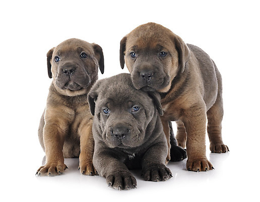 포토 JPG 해외이미지 3 사람없음 반려동물 이탈리아 회색 개 강아지 흰배경 마스티프 해외202105 해외포토 동물 유럽 컬러 백그라운드 포유류 흰색 파일형식