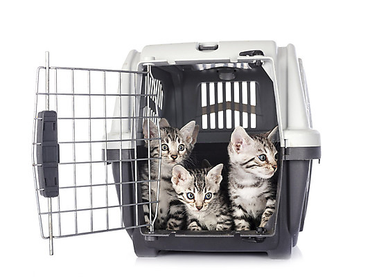 포토 JPG 해외이미지 사람없음 반려동물 상자 고양이 회색 은색 흰배경 새장 해외202105 해외포토 동물 컬러 백그라운드 포유류 흰색 케이지 파일형식