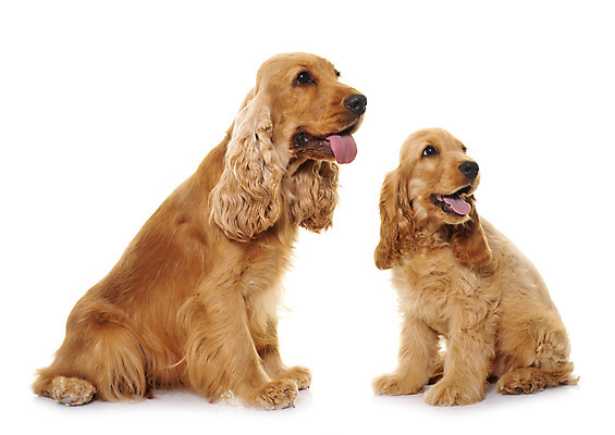 포토 JPG 해외이미지 2 성인 사람없음 반려동물 스패니얼 개 강아지 흰배경 사냥개 해외202105 해외포토 동물 백그라운드 포유류 사람 흰색 파일형식