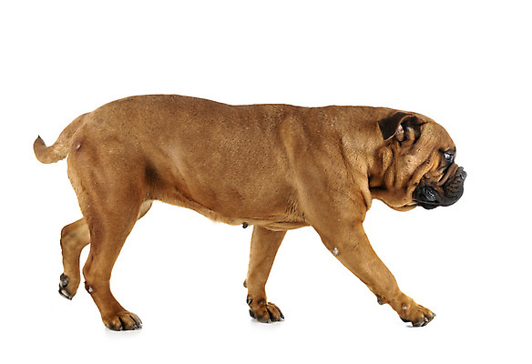 포토 JPG 해외이미지 성인 사람없음 반려동물 개 큼 흰배경 마스티프 해외202105 해외포토 동물 백그라운드 포유류 사람 흰색 크기 파일형식