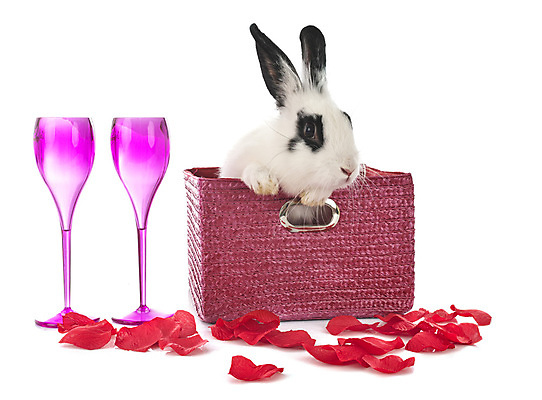 포토 JPG 해외이미지 무료이미지 꽃 유리 발렌타인데이 사랑 사람없음 반려동물 농장 장미 바구니 와인 토끼 설치류 흰배경 해외202105 해외포토 식물 동물 감정 백그라운드 농업 포유류 데이이벤트 재질 주류 흰색 파일형식 무료콘텐츠