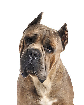 포토 JPG 해외이미지 성인 사람없음 반려동물 이탈리아 개 강아지 자르기 흰배경 귀 마스티프 해외202105 해외포토 동물 유럽 백그라운드 포유류 모션 사람 신체부위 흰색 파일형식