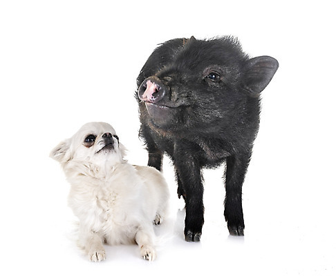 포토 JPG 해외이미지 사람없음 반려동물 중국 돼지 개 강아지 흰배경 치와와 해외202105 해외포토 동물 아시아 백그라운드 포유류 흰색 파일형식