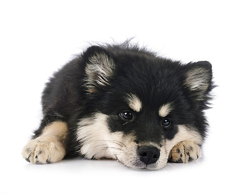 포토 JPG 해외이미지 사람없음 반려동물 개 강아지 흰배경 해외202105 해외포토 동물 백그라운드 포유류 흰색 파일형식