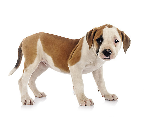 포토 JPG 해외이미지 사람없음 반려동물 개 강아지 흰배경 불독 해외202105 해외포토 동물 백그라운드 포유류 흰색 파일형식